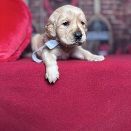 Dewey - Golden male Golden Retriever puppy in Piedmont, South Carolina from The Farm at Saluda Ridge