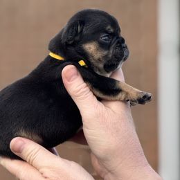 Bulldog and French Bulldog Puppies from MamaNette’s Beautibulls