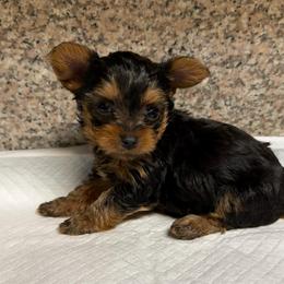 Boy 2 - Black and gold male Yorkshire Terrier puppy in Pomona, California from Cristian's Yorkshire Terriers
