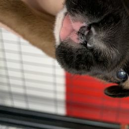 Boy 3 - Boxer puppy in Henderson, Tennessee from Vom Broadvalley