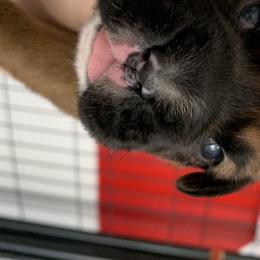 Boy 3 - Boxer puppy in Henderson, Tennessee from Vom Broadvalley