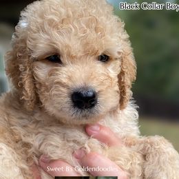 Black collar - Apricot male Goldendoodle puppy in Ringgold, Georgia from Sweet B’s Goldendoodles