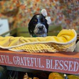 Ivy - Tri-Roan female English Springer Spaniel puppy in Cookeville, Tennessee from Krossroads Kennel