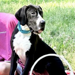 Kahlua - Black female Great Dane puppy in Gonzales, Louisiana from Anstatt House Of Danes