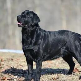 Nessa - Labrador Retriever