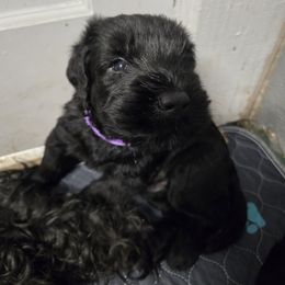 Purple Boy - Black Giant Schnauzer puppy in Moberly, Missouri from Tseekhah (Complete Darkness) Kennel
