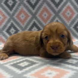 Maple - Dapple female Dachshund puppy in Hoover, Alabama from Tide Town Doxies