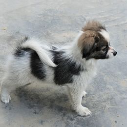 Harper - White and sable female Papillon puppy in Dorset, Ohio from Katies Papillons