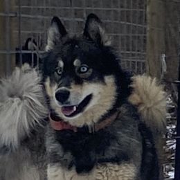 Nyx - Siberian Husky