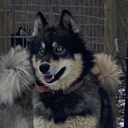Nyx - Siberian Husky