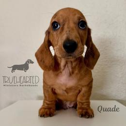 Quade - Dapple male Dachshund puppy in Royse City, Texas from Truehearted Miniature Dachshunds