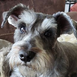 Pebbles  - Miniature Schnauzer