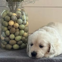 Light blue collar - Golden Retriever puppy in Foreman, Arkansas from Indy's Goldens
