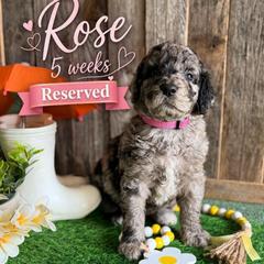 Rose-pink collar - Merle female Saint Berdoodle puppy in Paw Paw, Michigan from ProAct Canines