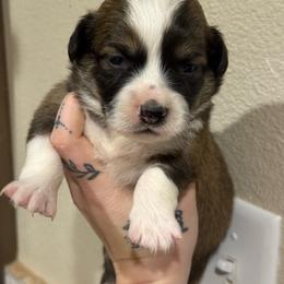 Sunni- full Fluffy - Sable male Pembroke Welsh Corgi puppy in Aberdeen, Washington from Coastal country Farms