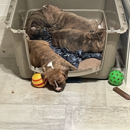 American Pit Bull Terrier Puppies from Floss Dog Kennels