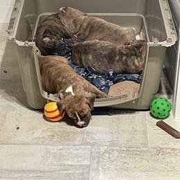 American Pit Bull Terrier Puppies from Floss Dog Kennels