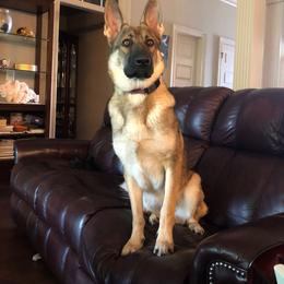 German Shepherd All Grown Up from A2 German Shepherd Dogs