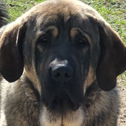 Titus - Spanish Mastiff