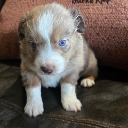 Burke - Red merle female Miniature Australian Shepherd puppy in Paris, Texas from Blue Envy Mini Aussies