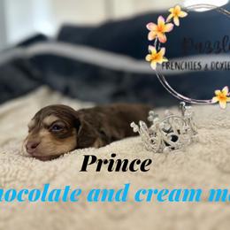 Prince - Chocolate and cream male Dachshund puppy in Kissimmee, Florida from Dazzling Frenchies and Doxies