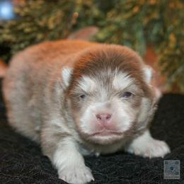 Mistletoe-Lavendar - Lavender male Pomsky puppy in Bremen, Indiana from AMS Pomeranians and Pomskies in Indiana