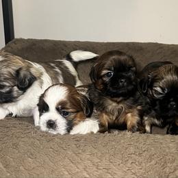 Shih Tzu puppies from Caroline's Shih Tzus