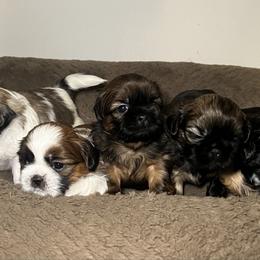 Shih Tzu puppies from Caroline's Shih Tzus
