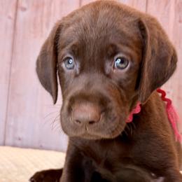 Pink Collar Chocolate Female - Chocolate female Labrador Retriever puppy in Gainesville, Georgia from Rucker Retrievers