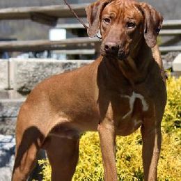 Rhodesian Ridgebacks from Mahana Ridgebacks