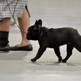 French Bulldog Puppies from Ranch Royale