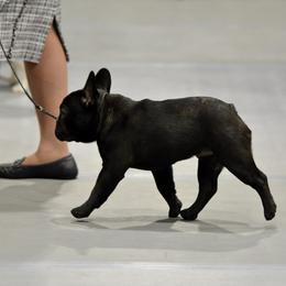 French Bulldog Puppies from Ranch Royale
