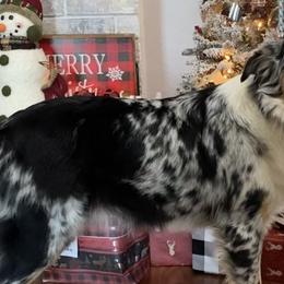 Aussiedoodles from H5 Mini Doodles