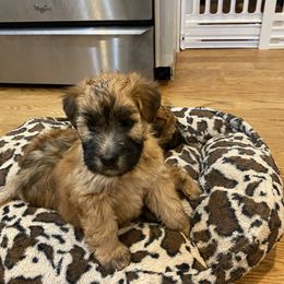 Soft Coated Wheaten Terrier Puppies from Stratford Wheatens