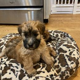 Soft Coated Wheaten Terrier Puppies from Stratford Wheatens