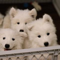 Samoyed puppies from Long Run Samoyeds