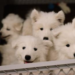 Samoyed puppies from Long Run Samoyeds