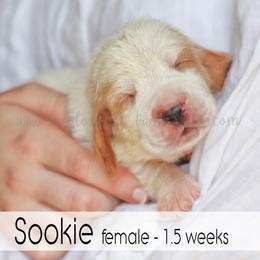 Sookie - Red and white female Basset Hound puppy in Jefferson City, Missouri from Triple Hill Farm