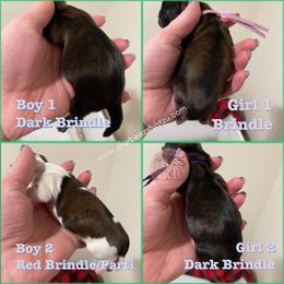 Shih Tzu Puppies from Shurbeez Shih Tzu