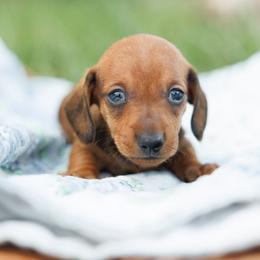 Sol - Red male Dachshund puppy in Auxvasse, Missouri from Above Par Kennels