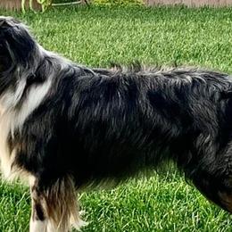 Australian Shepherds, Miniature Australian Shepherds, and Toy Australian Shepherds from KNJ Aussies