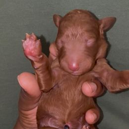 Cherry - Red  female Poodle puppy in Corona, California from Garden Of Poodles