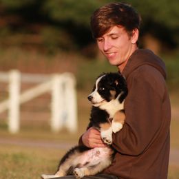 Mickey Mouse ASCA.ASDR - Black tri-color male Australian Shepherd puppy in Stacy, Minnesota from Frantzick Farm Aussies