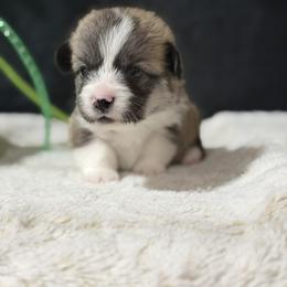 Female 1 - Sable female Pembroke Welsh Corgi puppy in Washington from Castle View Royal Rumps
