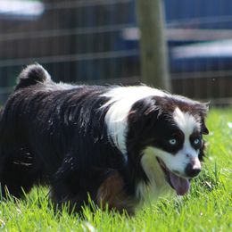 Miniature American Shepherds, Miniature Australian Shepherds, and Toy Australian Shepherds from Ramblin’ Rose Mini's
