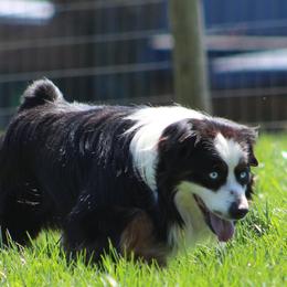 Miniature American Shepherds, Miniature Australian Shepherds, and Toy Australian Shepherds from Ramblin’ Rose Mini's