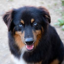 Aston - Black tri-color male Australian Shepherd puppy in Fultonville, New York from Sandy Aussies & Pomeranians