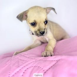 Chihuahua Puppies from Bunny Ear Family