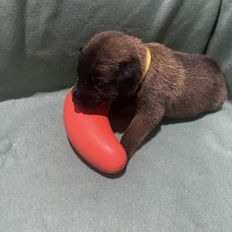Boy 5 - male Belgian Malinois puppy in Woodway, Texas from New Beginning Belgians