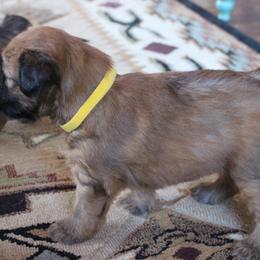 Australian Shepherd and Soft Coated Wheaten Terrier Puppies from Ironwood Ridge Kennels